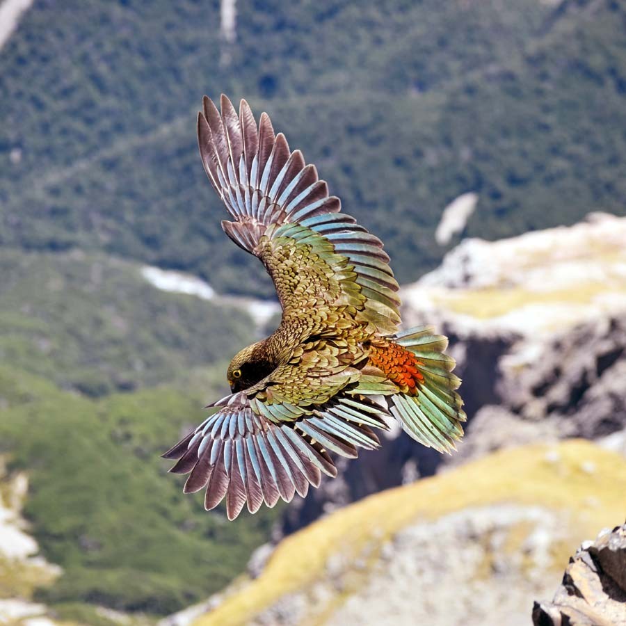 Wildlife New Zealand | Native Birds & Animals NZ