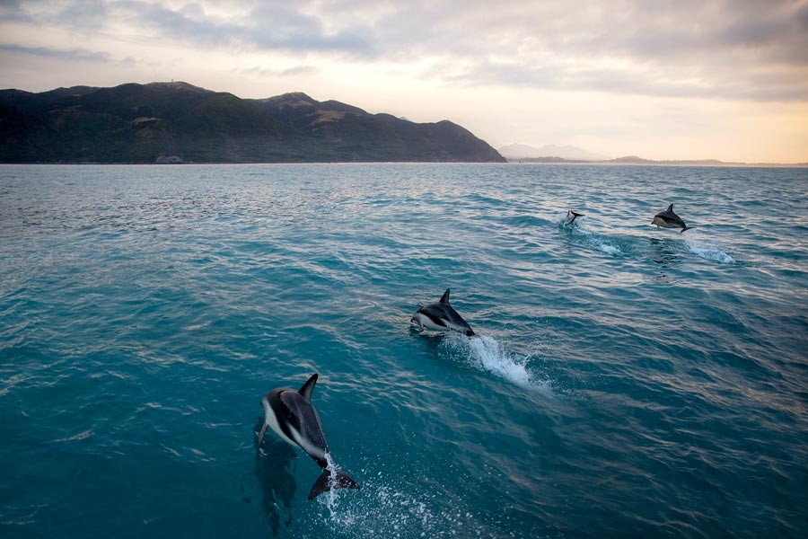 Best of the South Island: Nature and wild animals