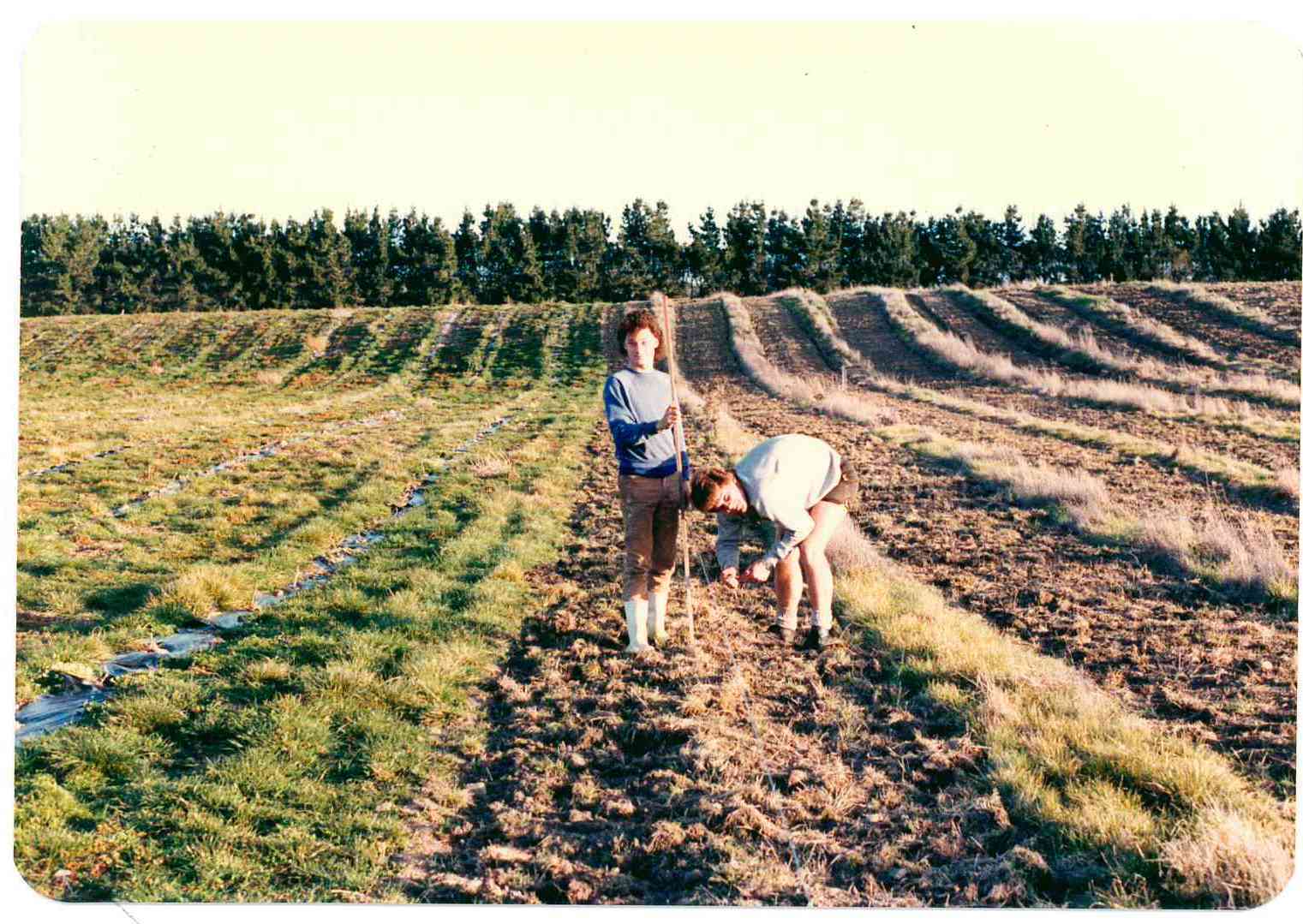 Planting the vineyard